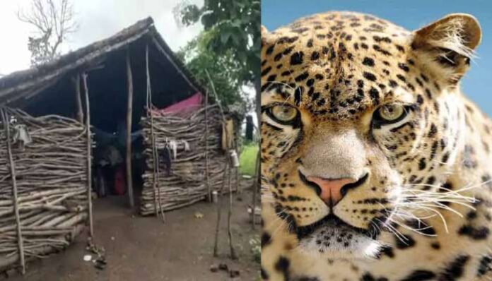 395672-leopardattackzee