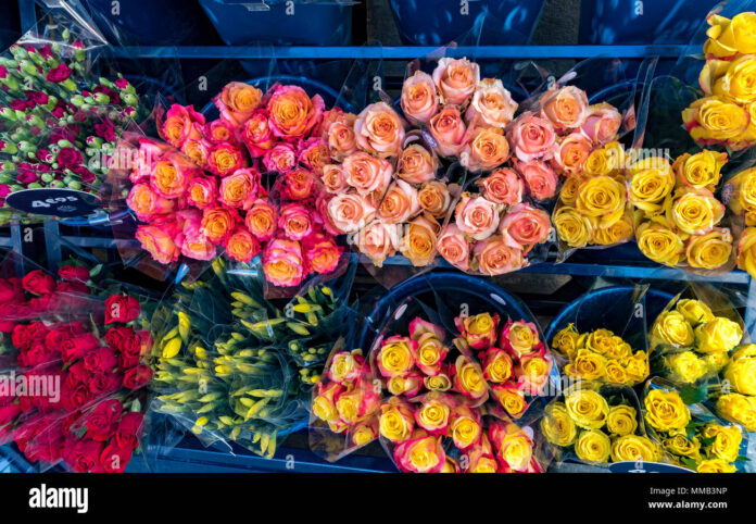 close-up-of-a-display-of-brightly-coloured-roses-on-sale-at-a-paris-florist-shop-MMB3NP