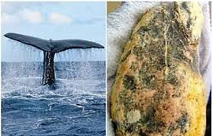 content_image_64554ab0-d913-49c1-9312-566a241cacc3