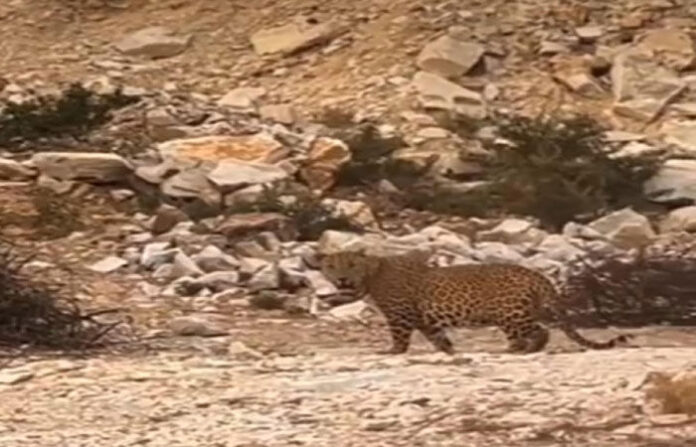 content_image_7b8f9ce1-a49a-43bd-9f33-ebd72eeac78f