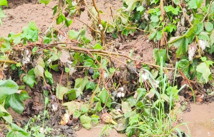 content_image_a6c504e5-1d01-4e2c-b4a7-c2c6fd2d430d