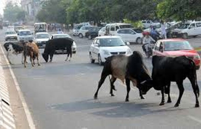 content_image_a522e612-4560-4d79-9bed-1dd7003d9344