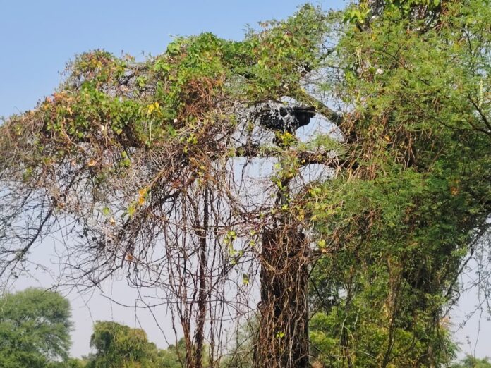 WhatsApp Image 2025-12-30 at 4.29.49 PM (1)