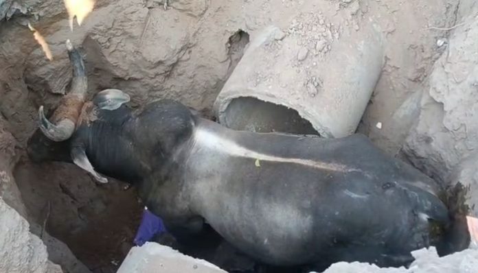 1768807937_DHWANI_MODI__18_