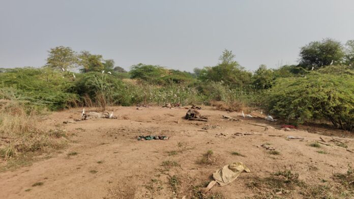 WhatsApp Image 2026-01-01 at 8.26.44 PM (1)