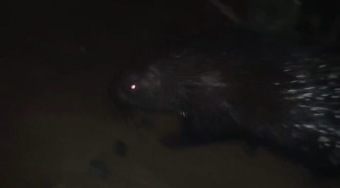 WhatsApp Image 2026-01-09 at 7.31.17 PM