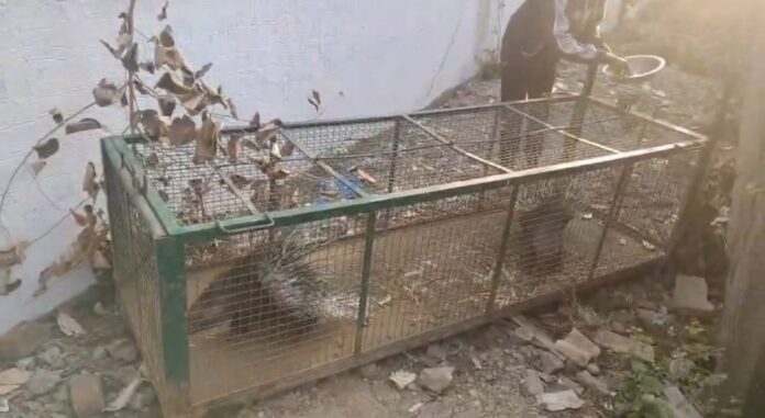 WhatsApp Image 2026-01-12 at 11.43.28 PM