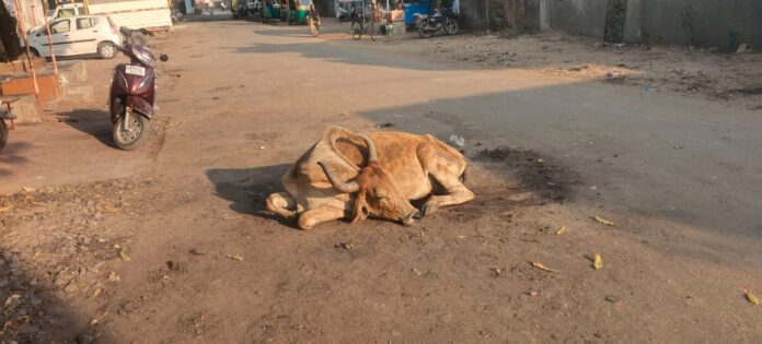 WhatsApp Image 2026-01-12 at 3.53.46 PM