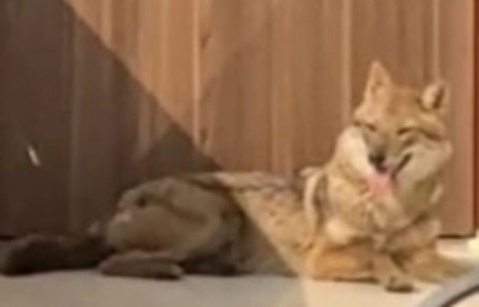 content_image_5c0a076b-64ec-477d-9e89-f71c4c34c4db