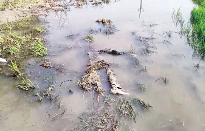 content_image_d6848e85-dde2-4fb1-9932-4d5faaf61b9f