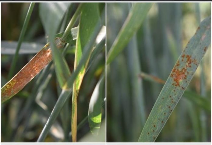 WhatsApp Image 2026-02-12 at 6.52.27 PM