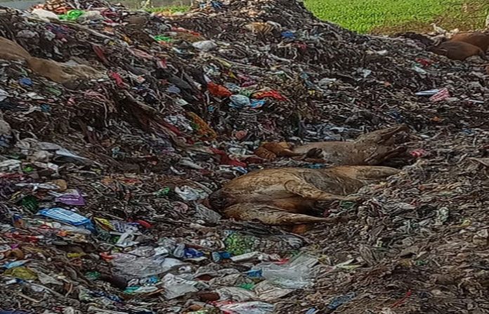 content_image_2d91fc61-fa8d-4f0e-afba-54d2a616b4b1