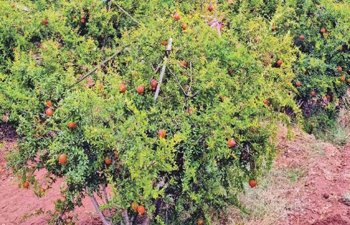 content_image_26ea06db-78c9-41e4-b51b-dd4b7b1a865b