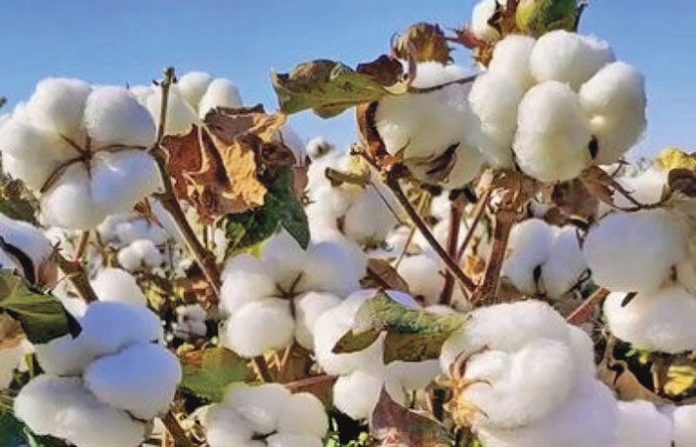 content_image_e342543b-ae54-4cae-8f1b-8be953e43ac5