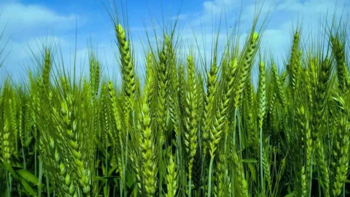 Wheat-Crop